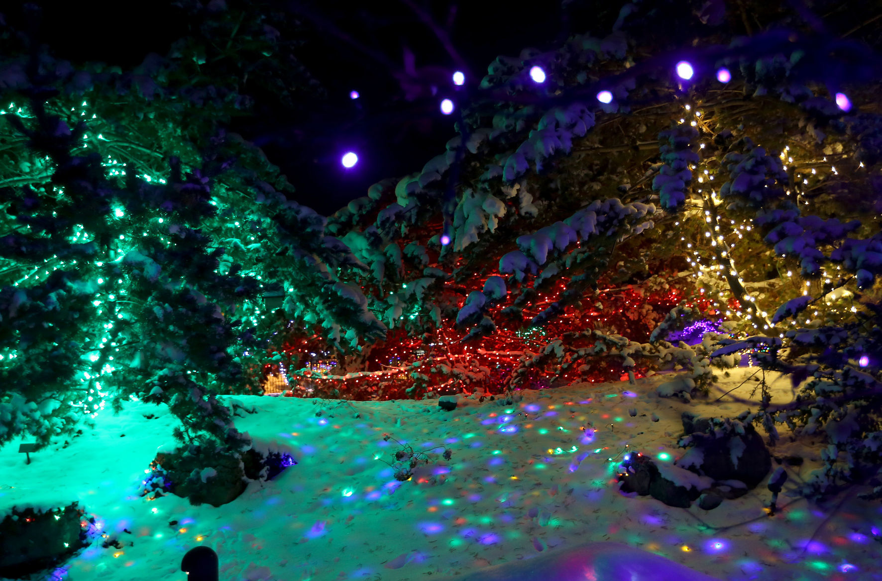 112718-botanical-lights-013